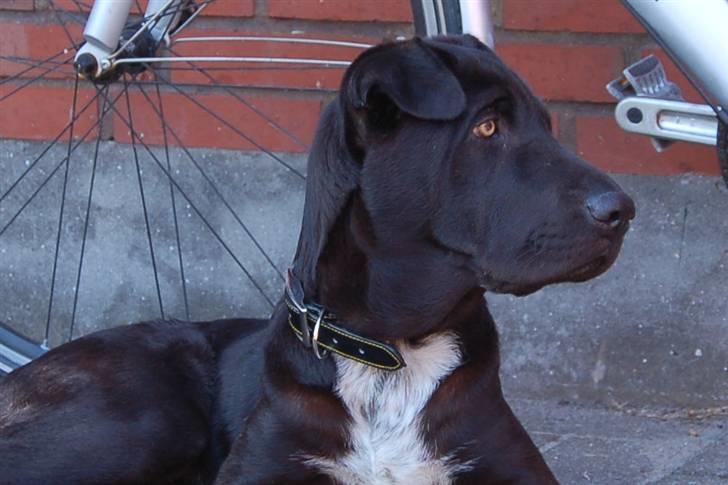 Blanding af racer Buddy - meget opmærksom på hvad der sker! billede 2