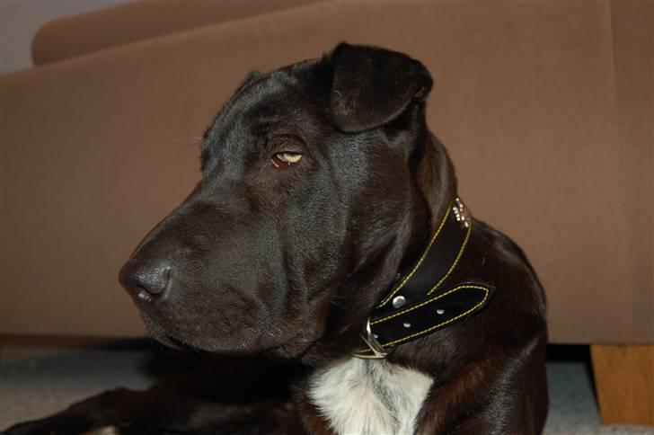 Blanding af racer Buddy - Meget træt! billede 3