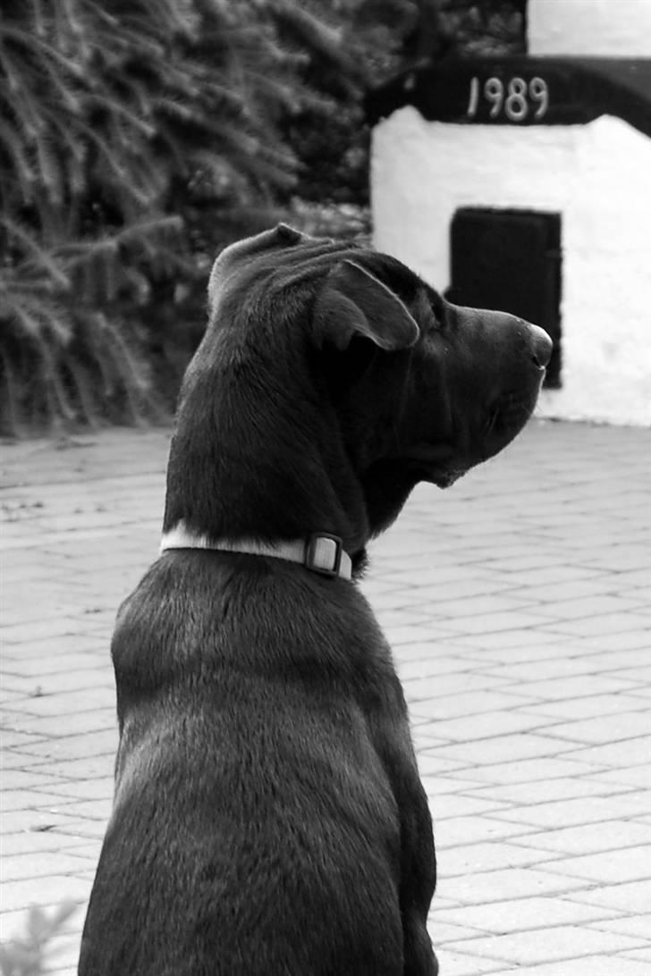 Blanding af racer Buddy - Fanger alle dufte billede 4