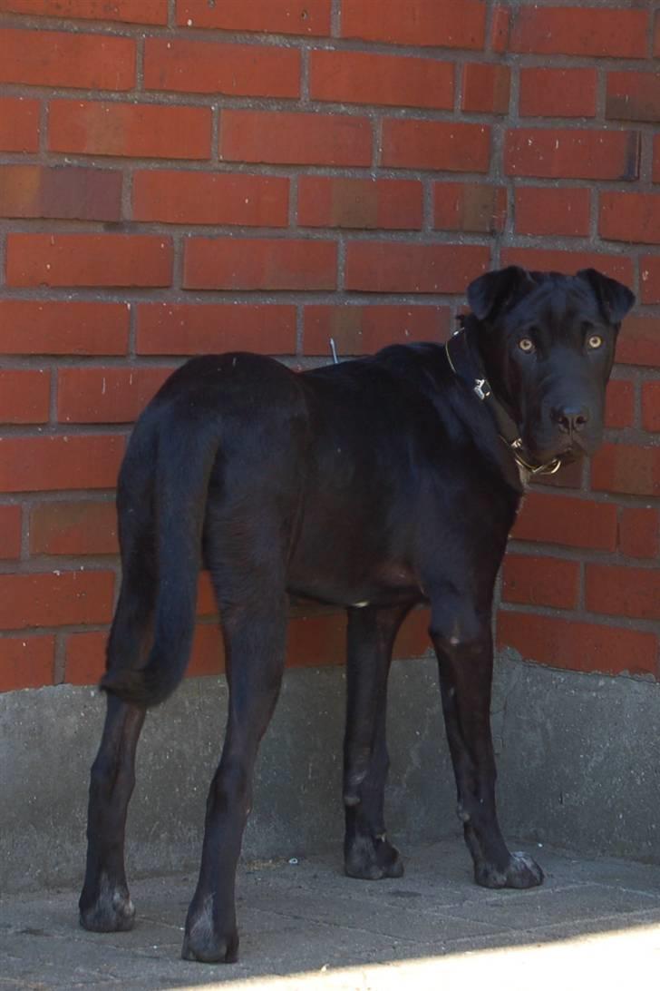 Blanding af racer Buddy - Fuld figur billede 5