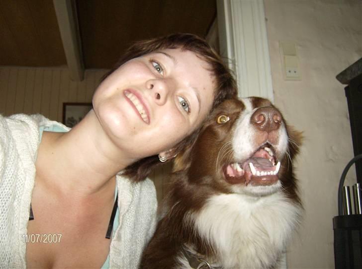 Border collie rex billede 17