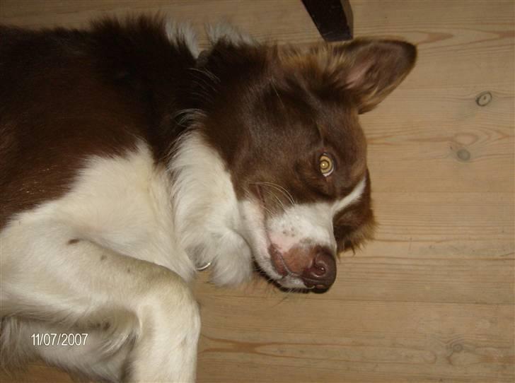 Border collie rex billede 18