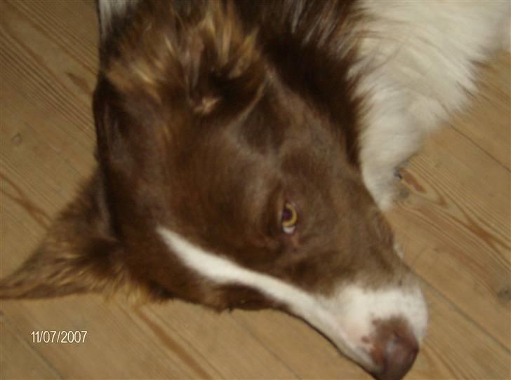 Border collie rex billede 19