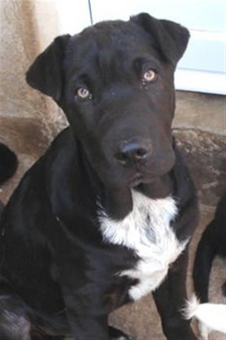 Blanding af racer Buddy - salgsbilledet.. Dét der gjorde at vi bare måtte adoptere ham billede 6