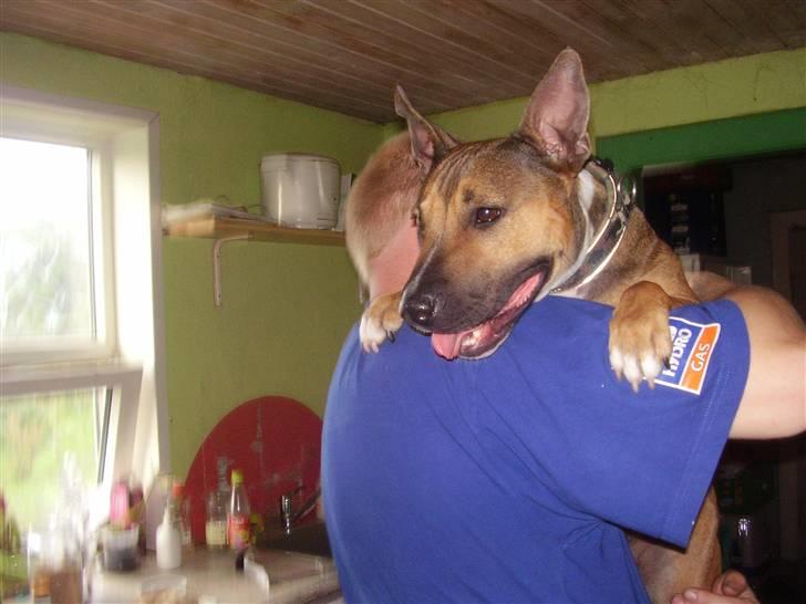 Blanding af racer ally (hos min veninde) *R.I.P* - velkommen til ..min ny far hilser på mig jeg er lige kommet hjem  billede 1