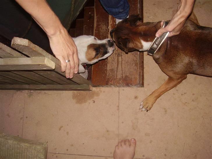 Blanding af racer ally (hos min veninde) *R.I.P* - første møde  billede 2