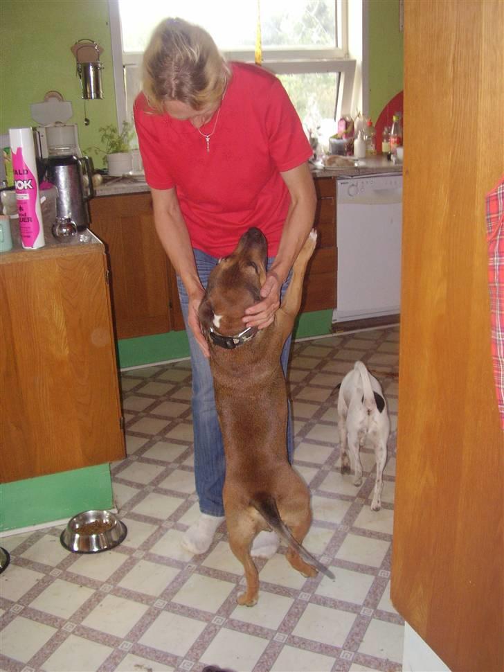 Blanding af racer ally (hos min veninde) *R.I.P* - velkommen i dit nye hjem billede 3