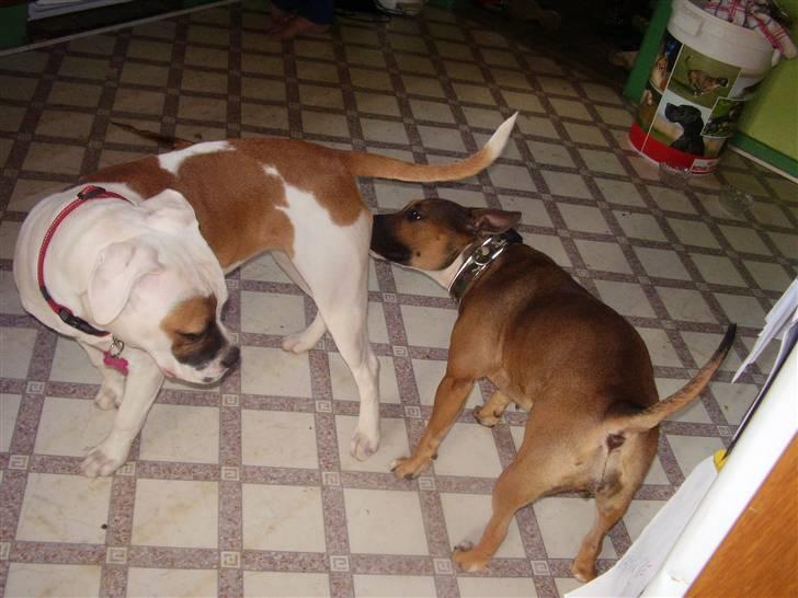 Blanding af racer ally (hos min veninde) *R.I.P* - hilser lige på abby billede 4