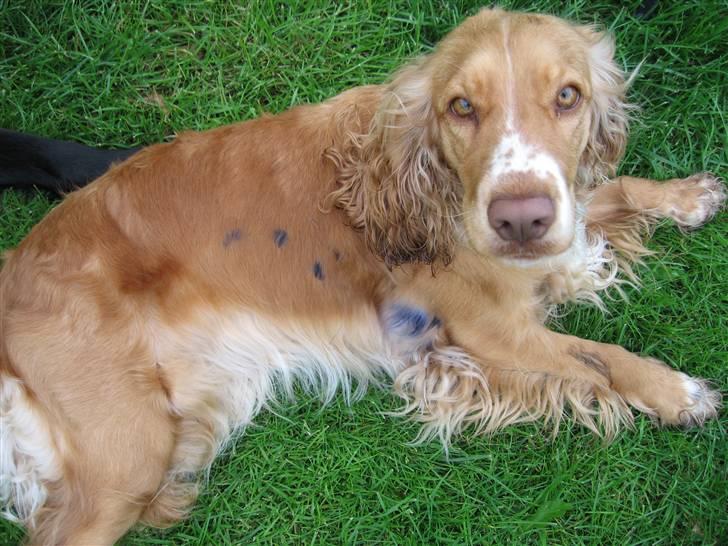 Cocker spaniel Molly - min blå hund.. :-) billede 19