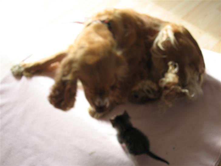 Cocker spaniel Molly billede 20