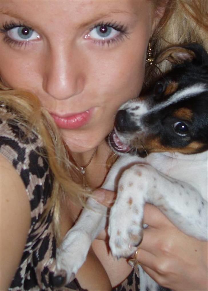 Dansk svensk gaardhund Emil - Grrr! lad så være med at tage billeder af mig!  billede 5