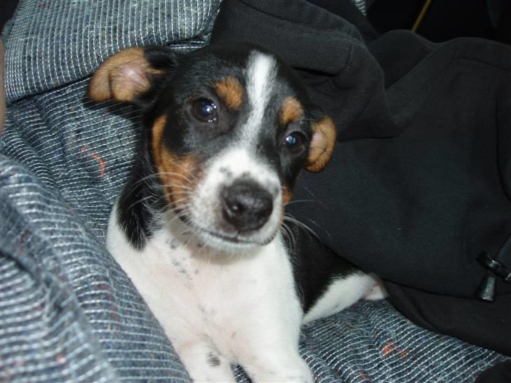 Dansk svensk gaardhund Emil billede 6