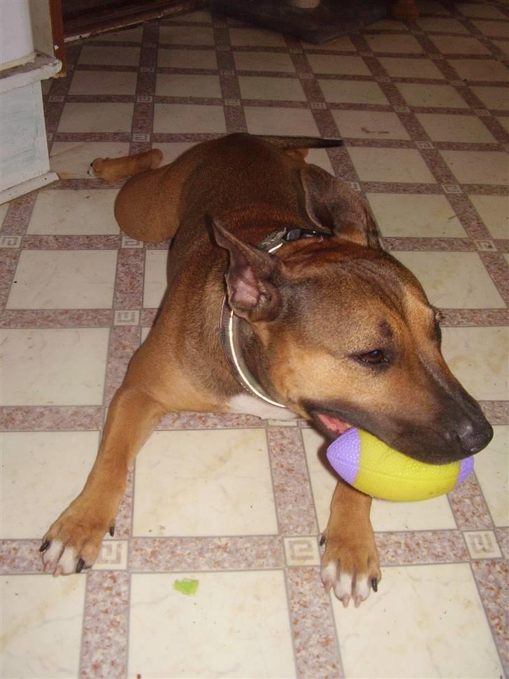 Blanding af racer ally (hos min veninde) *R.I.P* - har lige leget i næsten en halv time og vil enlig stadi lege mere  billede 5