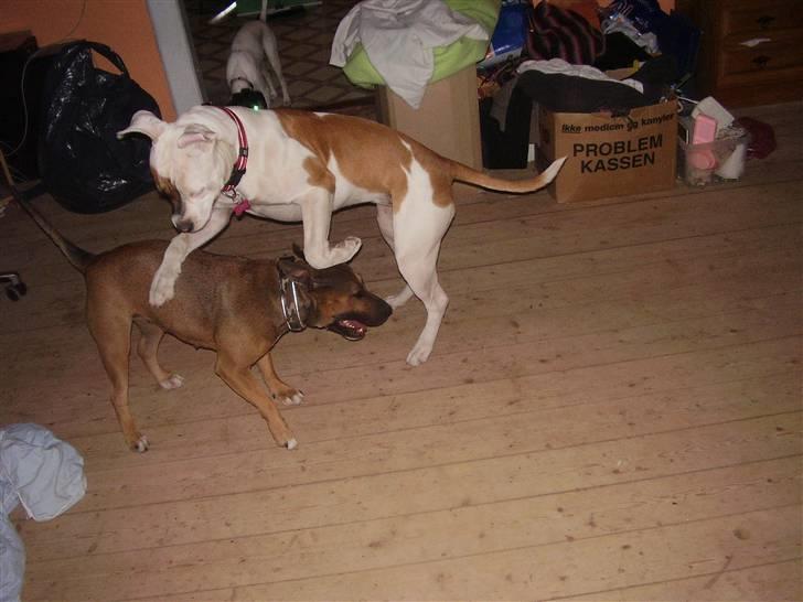 Blanding af racer ally (hos min veninde) *R.I.P* - en af de første lege  billede 6