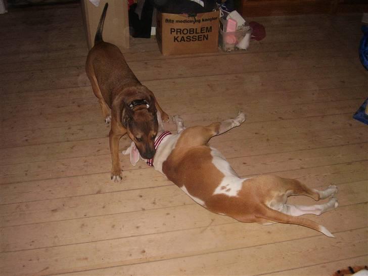 Blanding af racer ally (hos min veninde) *R.I.P* - ally og abby leger billede 7