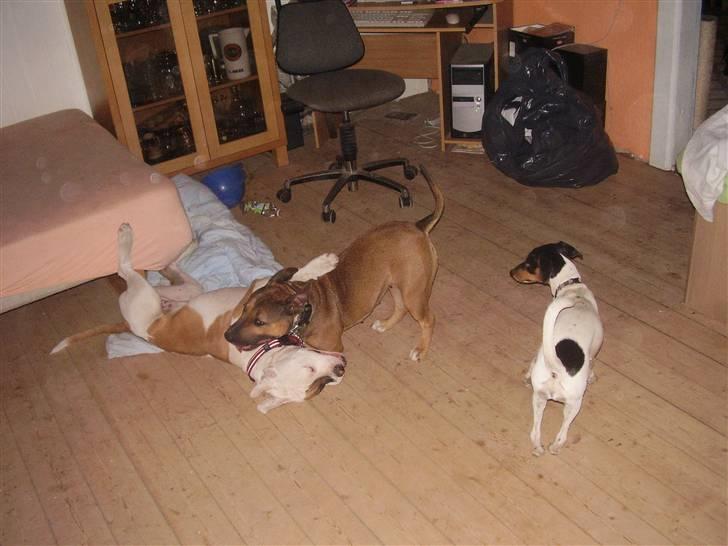 Blanding af racer ally (hos min veninde) *R.I.P* - ally og abby leger stadi billede 8