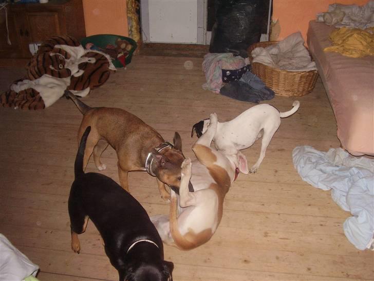 Blanding af racer ally (hos min veninde) *R.I.P* - ally og abby leger billede 9