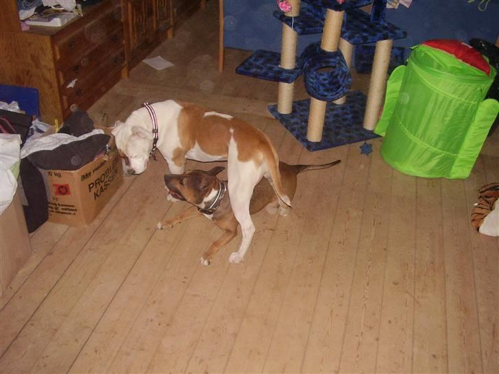 Blanding af racer ally (hos min veninde) *R.I.P* - ally og abby leger stadi stadi billede 10