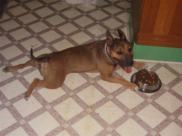 Blanding af racer ally (hos min veninde) *R.I.P* - så man trat efter en lige tur billede 11