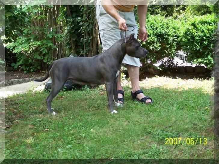 Amerikansk staffordshire terrier Bell billede 14