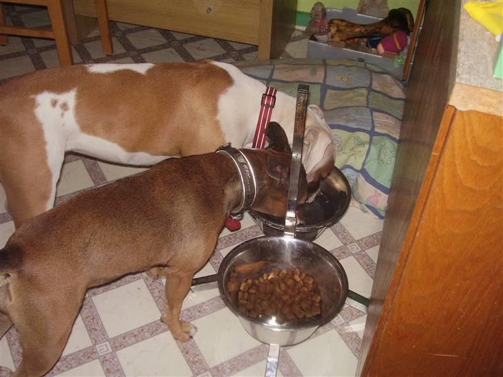 Blanding af racer ally (hos min veninde) *R.I.P* - man bliver altså tørsti efter at lege så meget billede 13