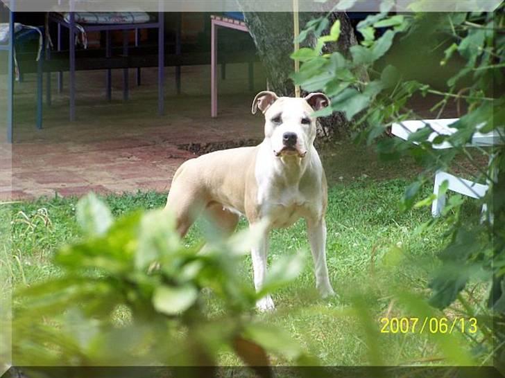 Amerikansk staffordshire terrier Raini billede 13