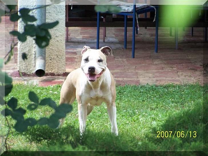 Amerikansk staffordshire terrier Raini billede 14