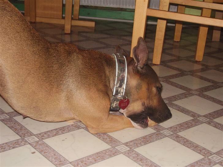 Blanding af racer ally (hos min veninde) *R.I.P* - knuser den som bolsjer billede 14