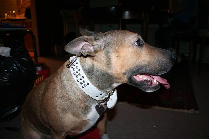 Blanding af racer ally (hos min veninde) *R.I.P* - nyt 2009 billede 15