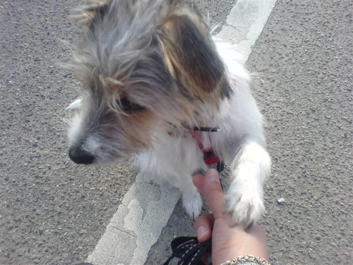 Parson russell terrier Freya - Hvor bliver den hundekiks af? billede 17