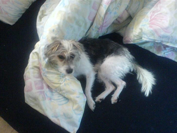 Parson russell terrier Freya - Mmmm... nyt sengetøj! billede 18