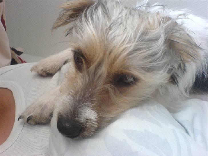 Parson russell terrier Freya - Puuuha, det er hårdt at være mig billede 19