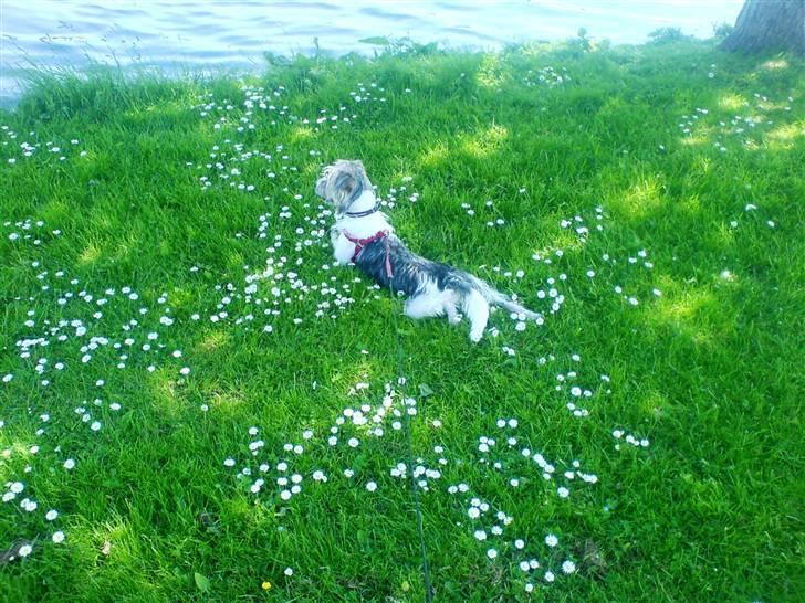 Parson russell terrier Freya - Ssssh! Ænderne må ikke se mig! billede 20