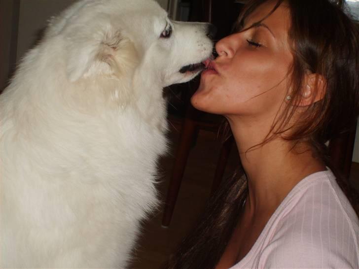 Samojedhund Bella Donna  billede 7