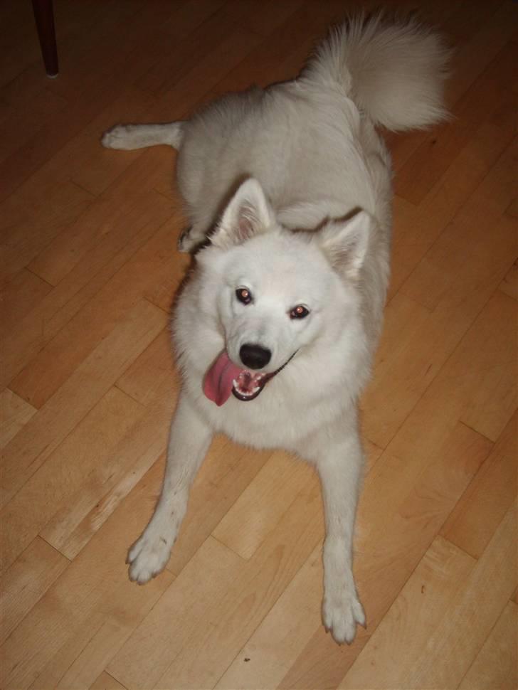 Samojedhund Bella Donna  billede 8