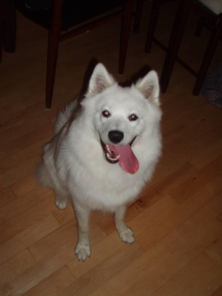 Samojedhund Bella Donna  billede 9