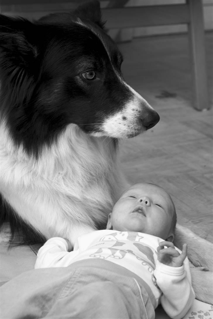 Border collie Tjamp - Tjamp er blevet storebror! Her ligger han på gulvet på legetæppet og hygger med lille Sofia, som her kun er godt en uge gammel... billede 1