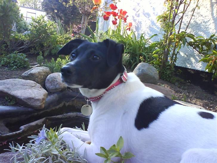 Dansk svensk gaardhund Cassie billede 11