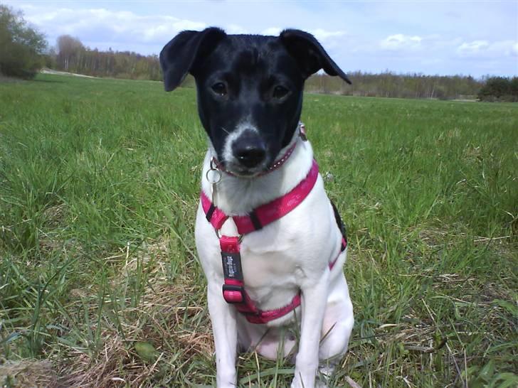 Dansk svensk gaardhund Cassie billede 12