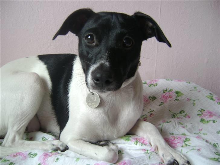 Dansk svensk gaardhund Cassie billede 13