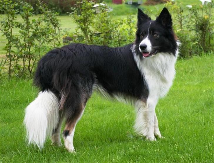 Border collie Tjamp - Juli 2007 Tjamp poserer for far - han er dog noget skeptisk overfor det nye kamera som både er stort og larmer... billede 2