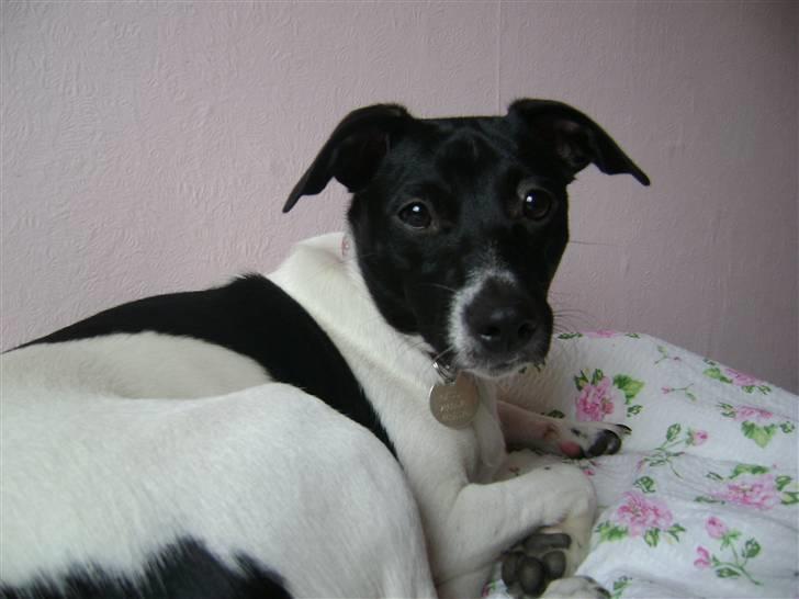 Dansk svensk gaardhund Cassie billede 14