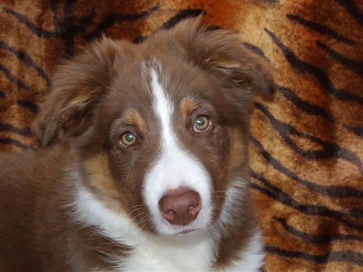 Border collie Jumper - smuk smuk smukkest siger min mor ti hi billede 13