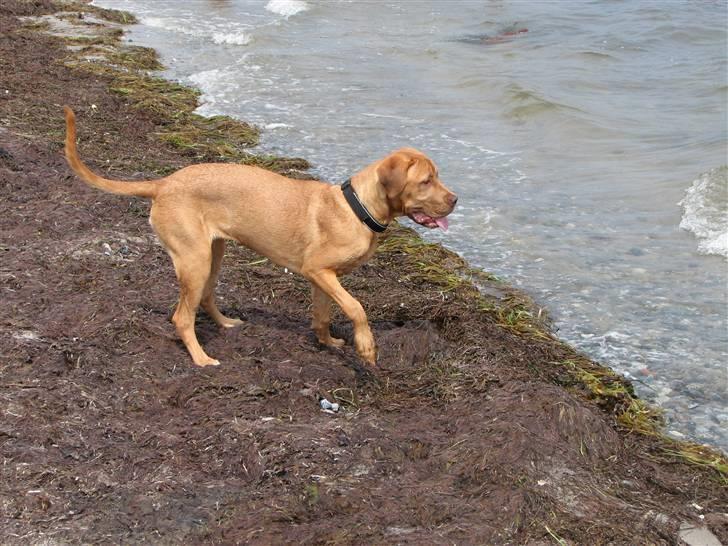 Blanding af racer Nova billede 11