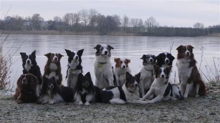 Border collie Jumper - Mig og nogle af venerne nytårsdag 2009 billede 14