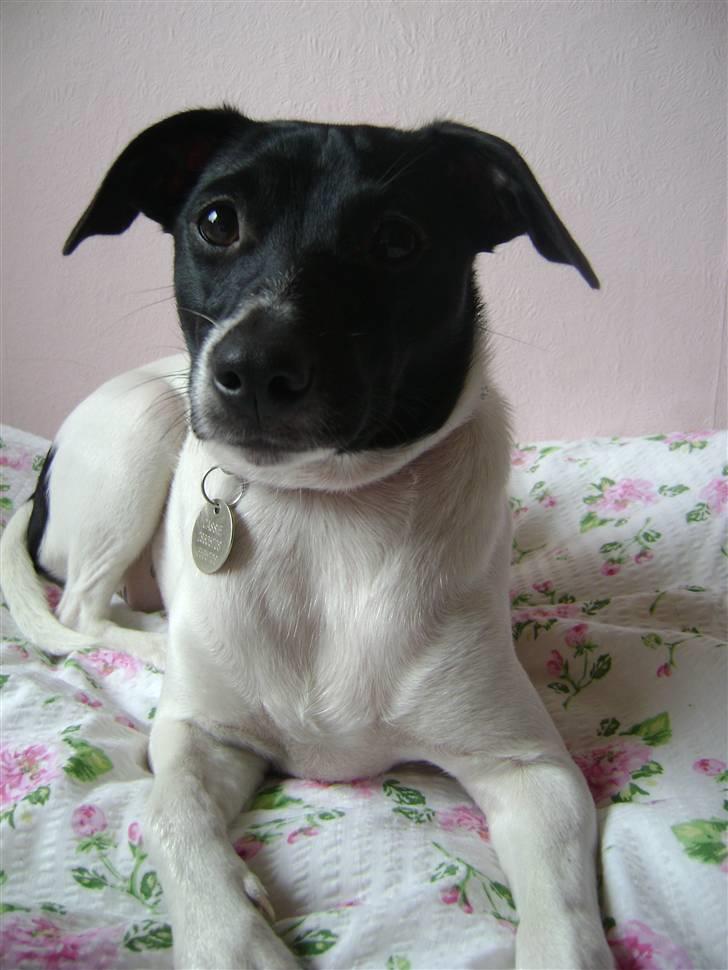 Dansk svensk gaardhund Cassie billede 15