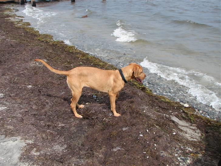 Blanding af racer Nova billede 12