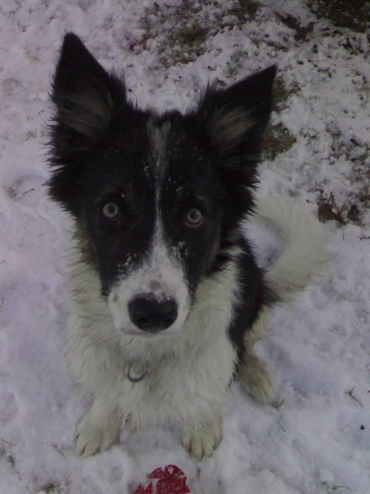 Border collie Tjamp - Teenage Tjamp i sneen. Her er han ca. 6 måneder. Han elsker sne. billede 3
