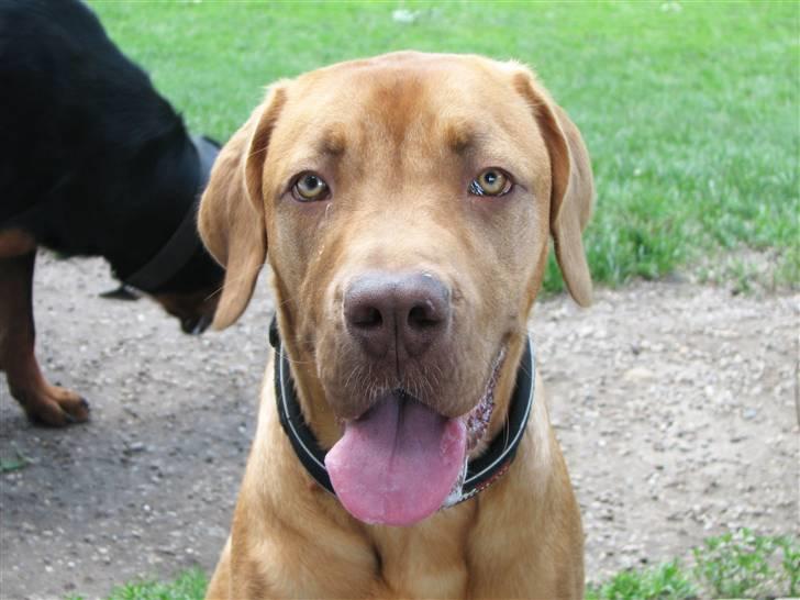 Blanding af racer Nova billede 13