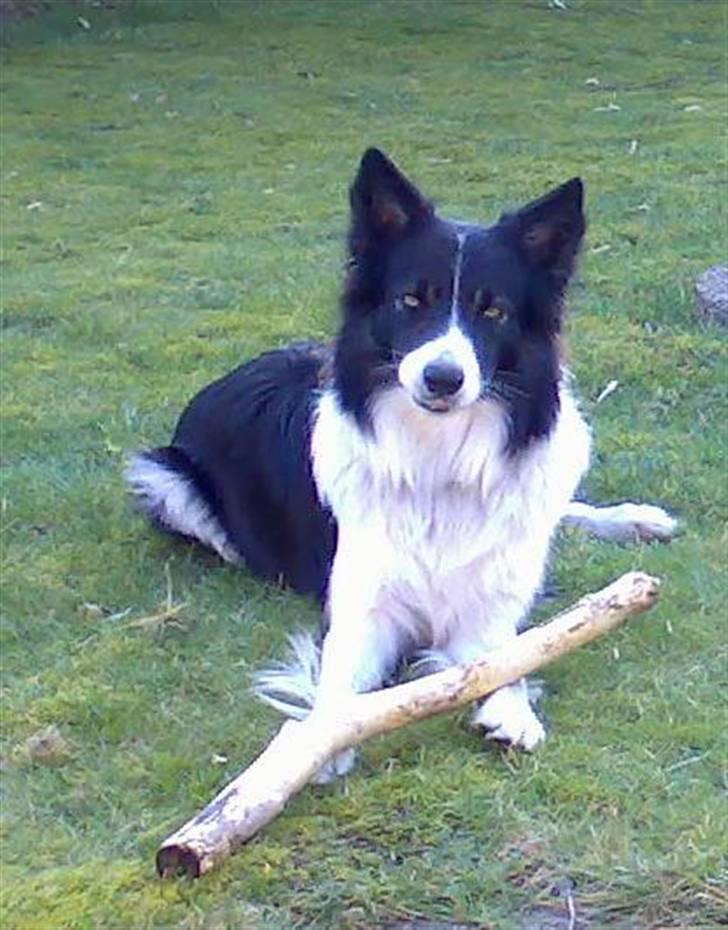 Border collie Tjamp - Tjamp på besøg i svigerforældrenes sommerhus. Han sætter en ære i at afbarke pindene, så de bliver rigtig flotte og gode at lege med! billede 4